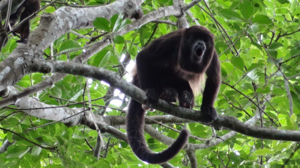 Excursiones de un día desde Guayaquil